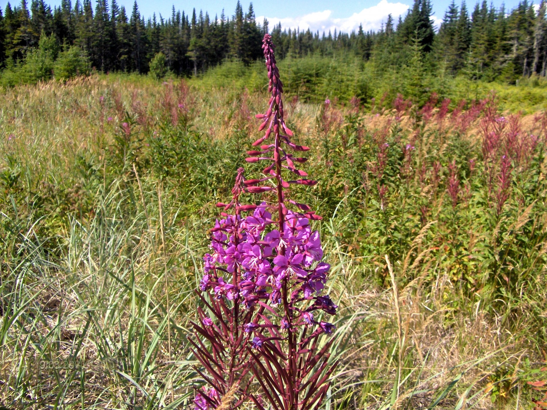 Fireweed,  Gėlė,  Rožinis,  Fireweed, Nemokamos Nuotraukos,  Nemokama Licenzija