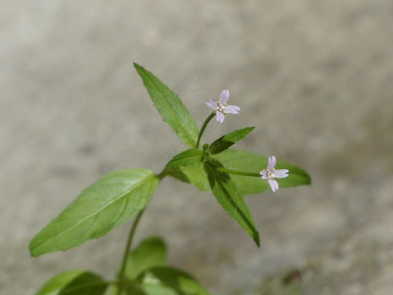 Epilobium Parviflorum, Žiedas, Žydėti, Mažas, Rožinis, Šviesiai Rožinė, Gėlė, Balkono Briauna, Balkonų Plyšių Augalas, Epilobija