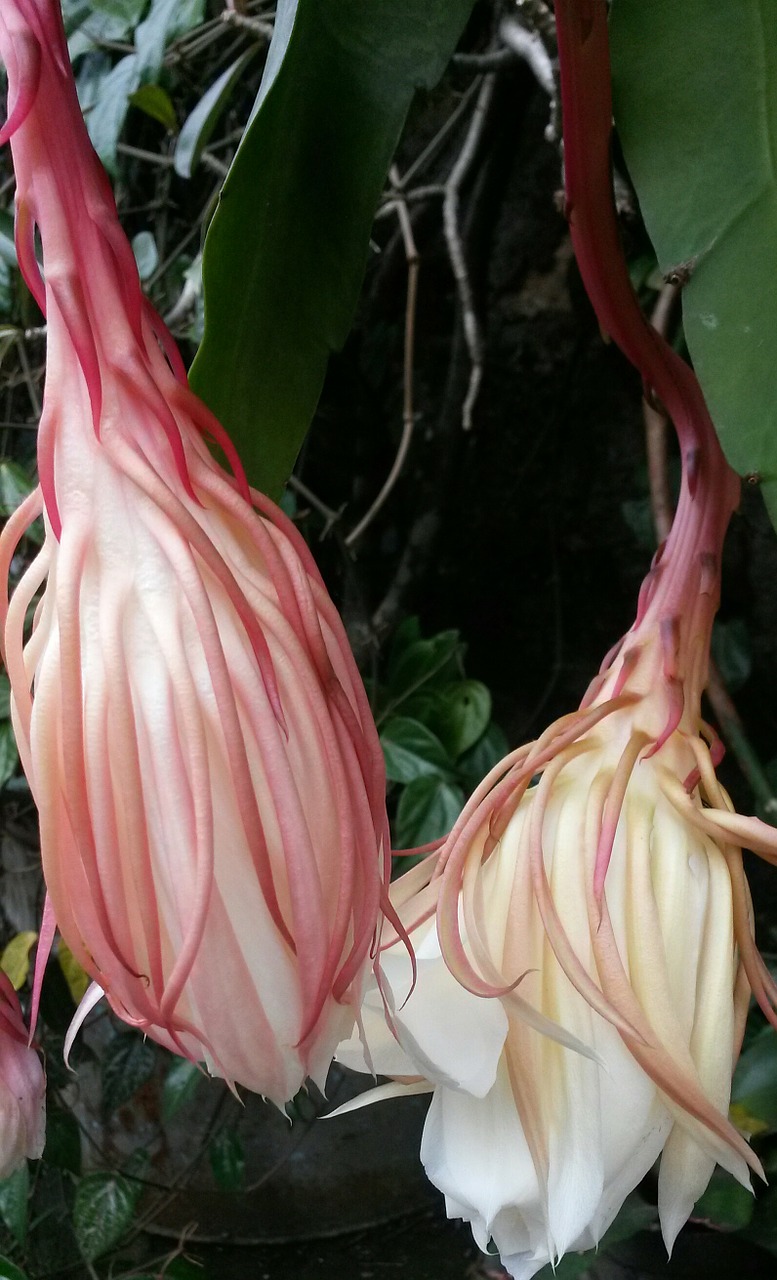 Epiphyllum Anguliger, Gėlė, Epiphyllum, Retas, Wijaya Kusuma, Javanese, Indonezija, Gamta, Atogrąžų, Natūralus