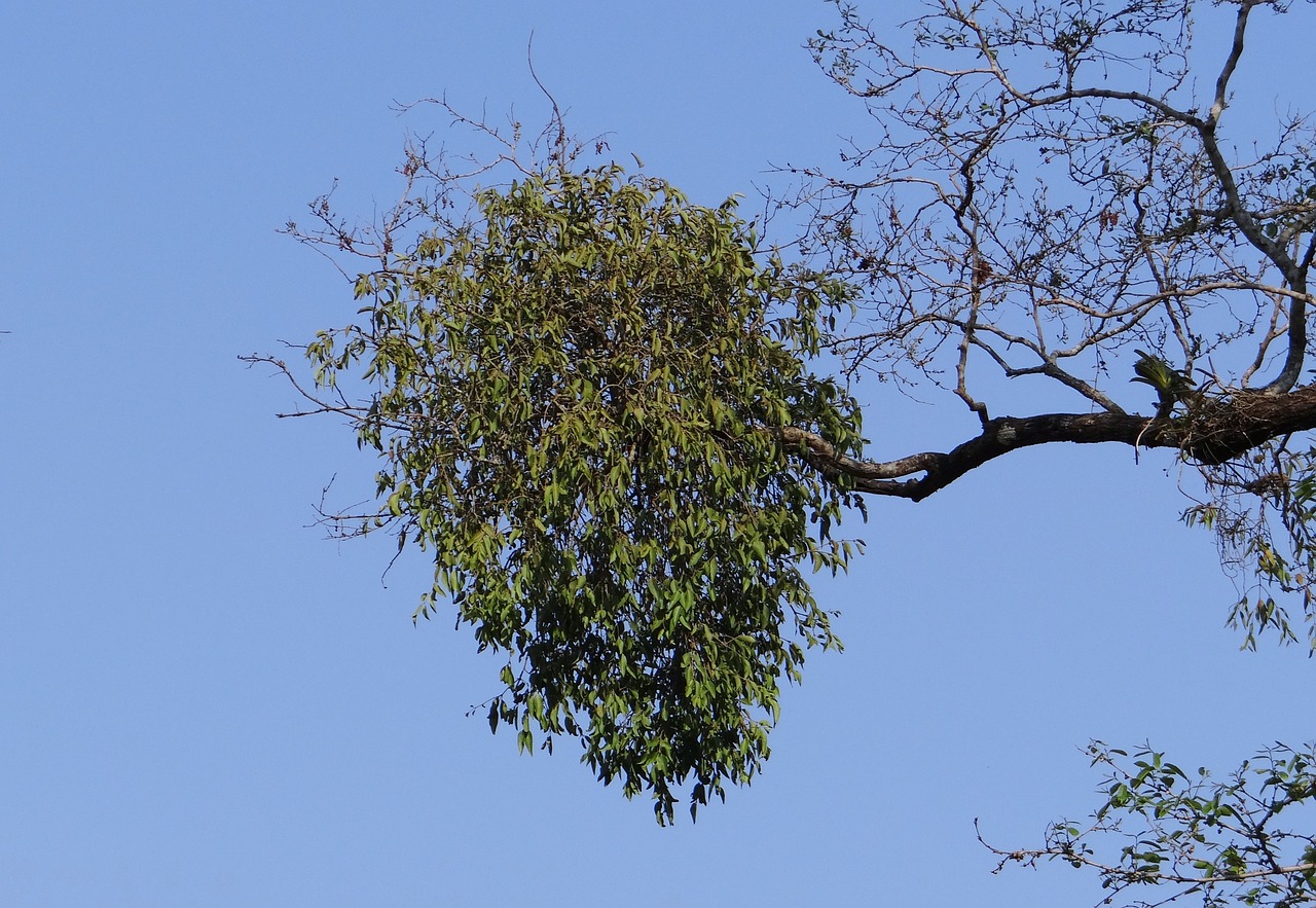 Epifitas,  Flora,  Augmenija,  Gamta,  Miškas,  Augalas,  Atogrąžų,  Dandeli,  Karnataka,  Indija
