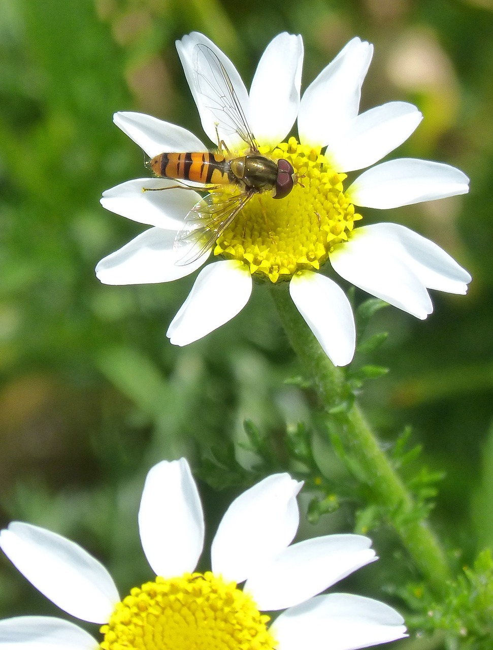 Episyrphus Balteatus, Hoverfly, Syrphidae, Vabzdys, Klaidingas Osas, Daisy, Nemokamos Nuotraukos,  Nemokama Licenzija