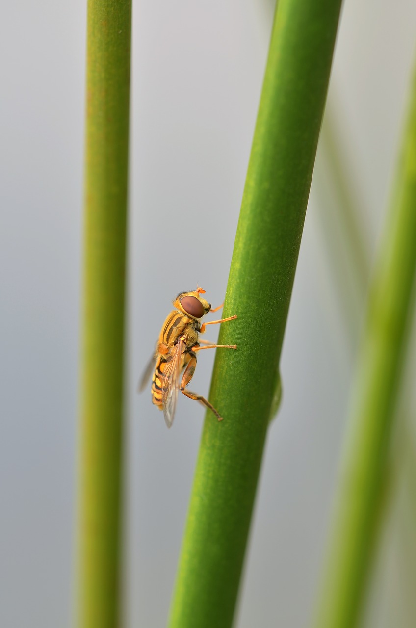 Episyrphus Balteatus, Hoverfly, Vabzdys, Gamta, Nendrė, Makro, Uždaryti, Nemokamos Nuotraukos,  Nemokama Licenzija