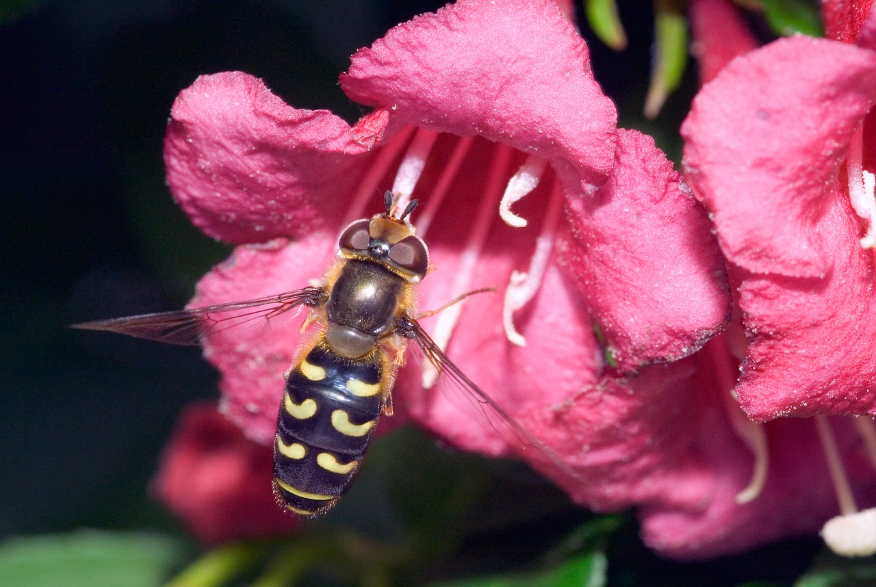 Episyrphus Balteatus, Metodas, Gamta, Makro, Uždaryti, Hoverfly, Nemokamos Nuotraukos,  Nemokama Licenzija