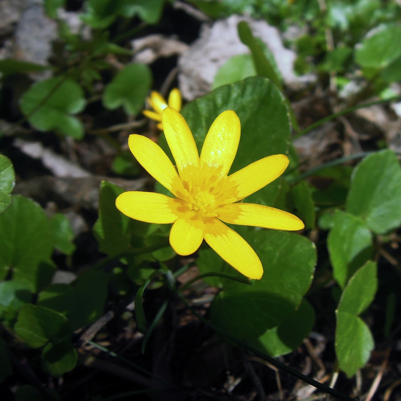 Eranthis, Èrantis Winter, Gėlė, Geltona, Makrofotografija, Pavasaris, Gamta, Šviesus, Gegužė, Žydėti