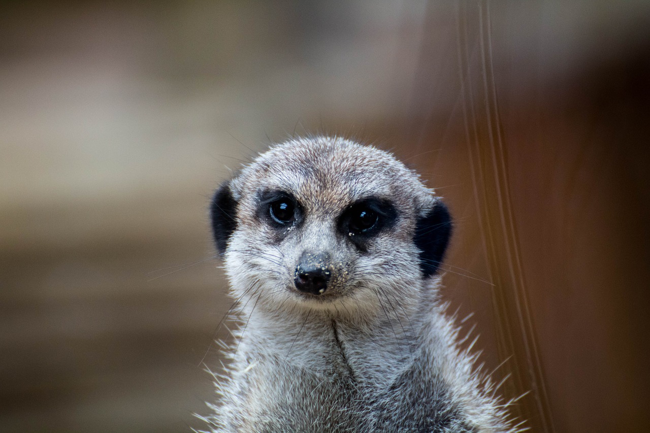 Erdmann, Meerkat, Gyvūnų Portretas, Gamta, Pūkuotas, Gyvūnas, Gyvūnų Pasaulis, Portretas, Mielas, Laukinės Gamtos Fotografija