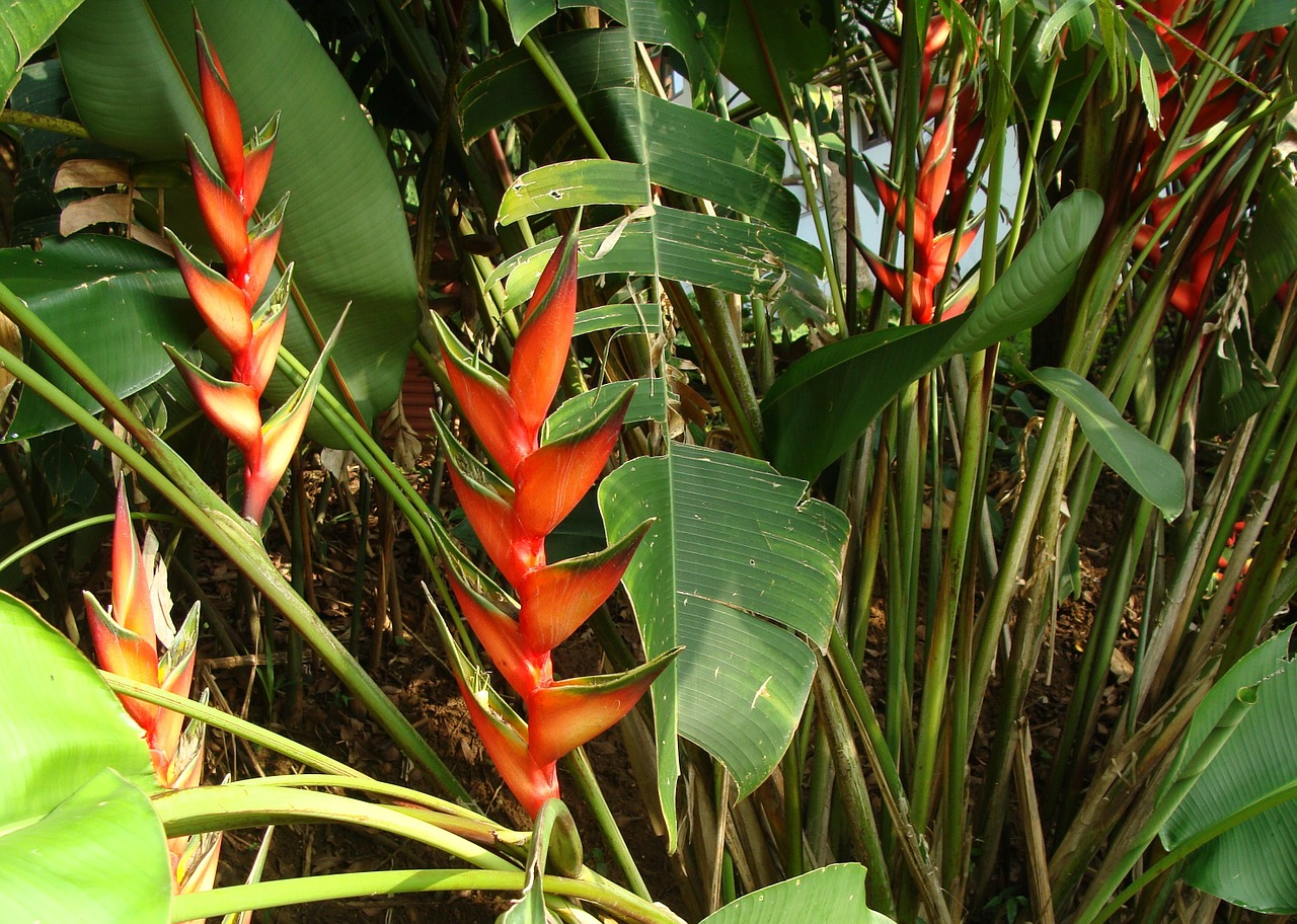 Stačiakampis Omaras, Stačiakampio Heliconia, Heliconia Stricta, Heliconiaceae, Gėlė, Augalas, Indija, Nemokamos Nuotraukos,  Nemokama Licenzija