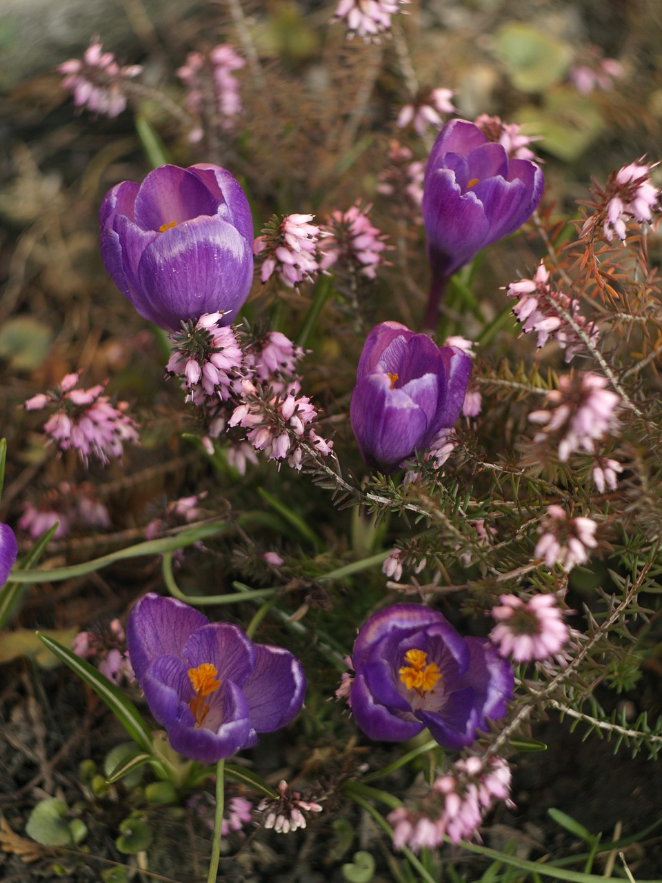 Erica, Crocus, Ruduo, Nemokamos Nuotraukos,  Nemokama Licenzija