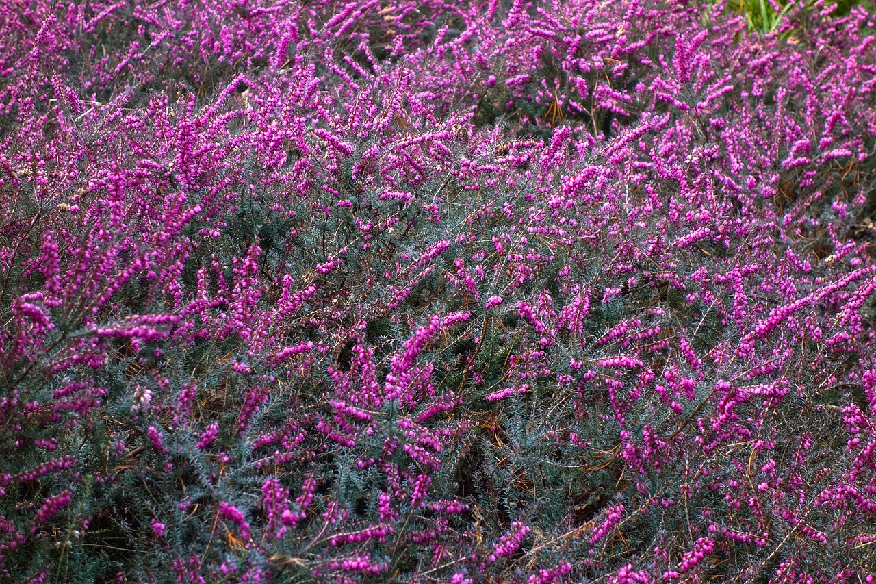 Erica,  Gėlė,  Augalas,  Žydi,  Virėja,  Pink Erica,  Rožinė Virėja,  Violetinė,  Pavasaris,  Be Honoraro Mokesčio