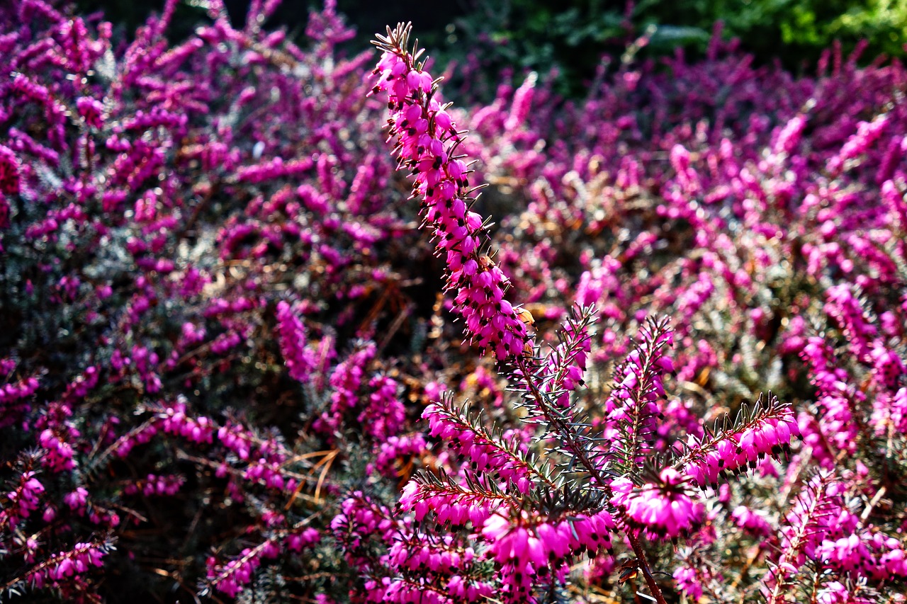 Erica,  Pink Erica,  Virėja,  Augalas,  Gėlė,  Laukiniai Augalai,  Pavasarinės Pavasario Gėlės,  Violetinė,  Be Honoraro Mokesčio, Nemokamos Nuotraukos