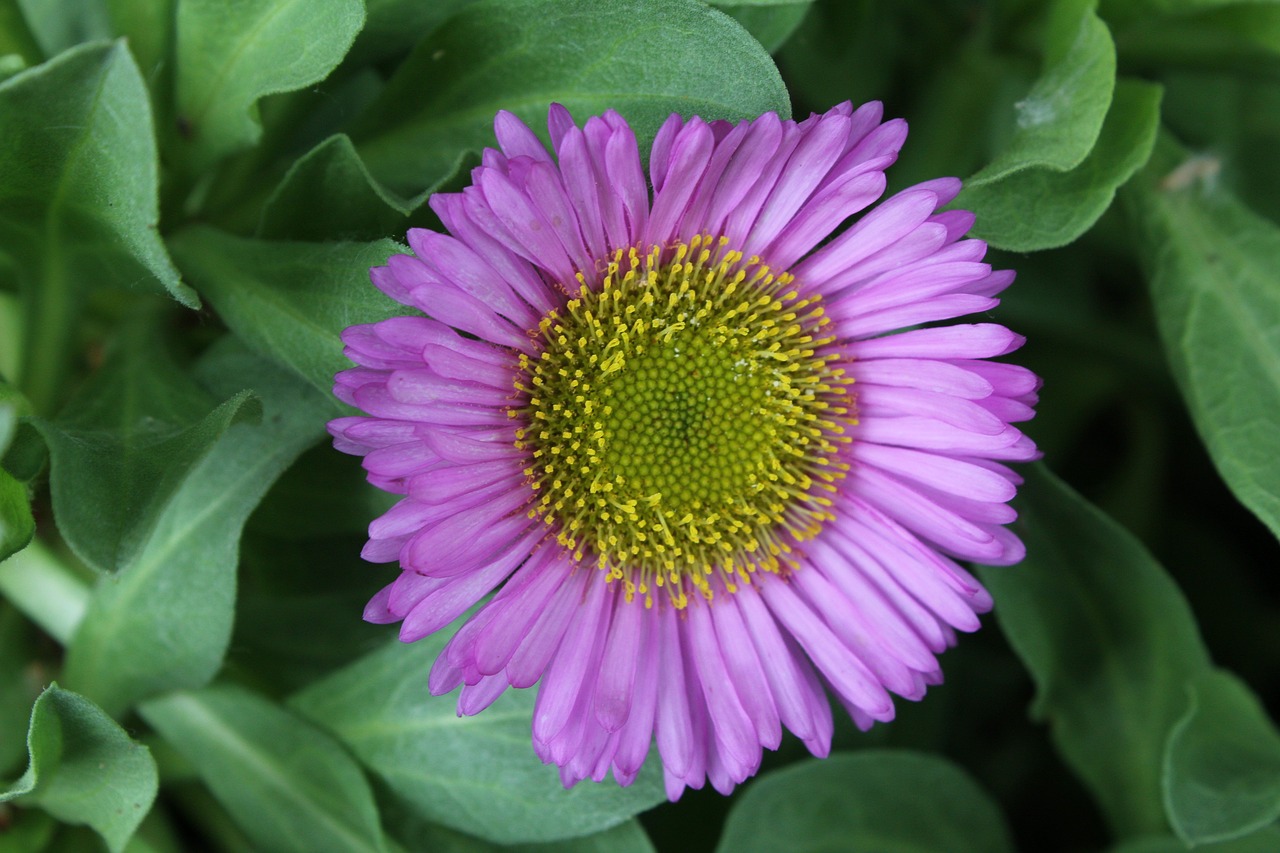 Erigeron, Gėlė, Daugiametis, Fleabane Daisy, Sienos, Rockery, Žvyras, Augalas, Sodas, Vasara