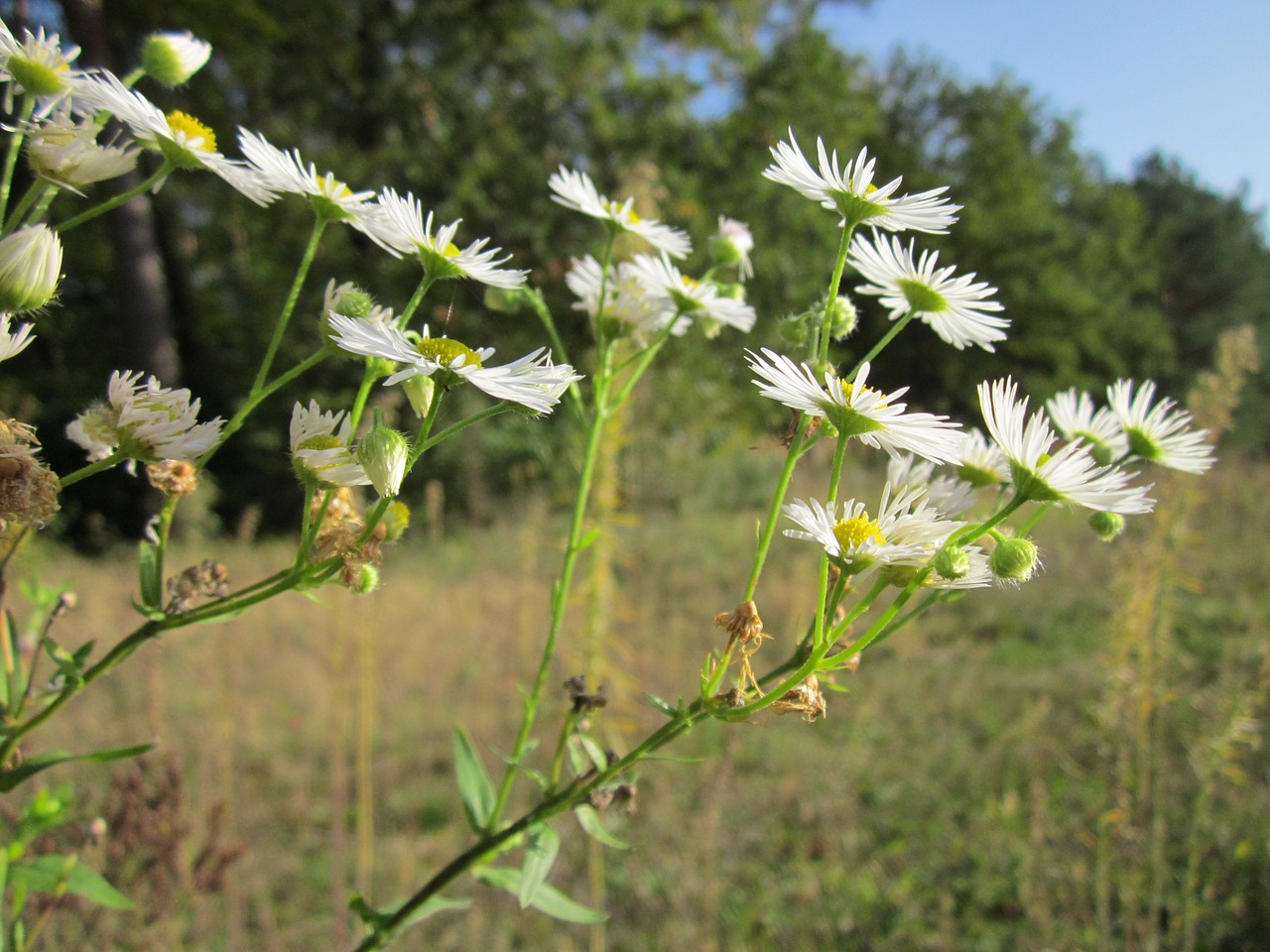 Erigeron,  Daisy,  Wildflower,  Flora,  Botanika,  Augalas,  Žiedas, Nemokamos Nuotraukos,  Nemokama Licenzija