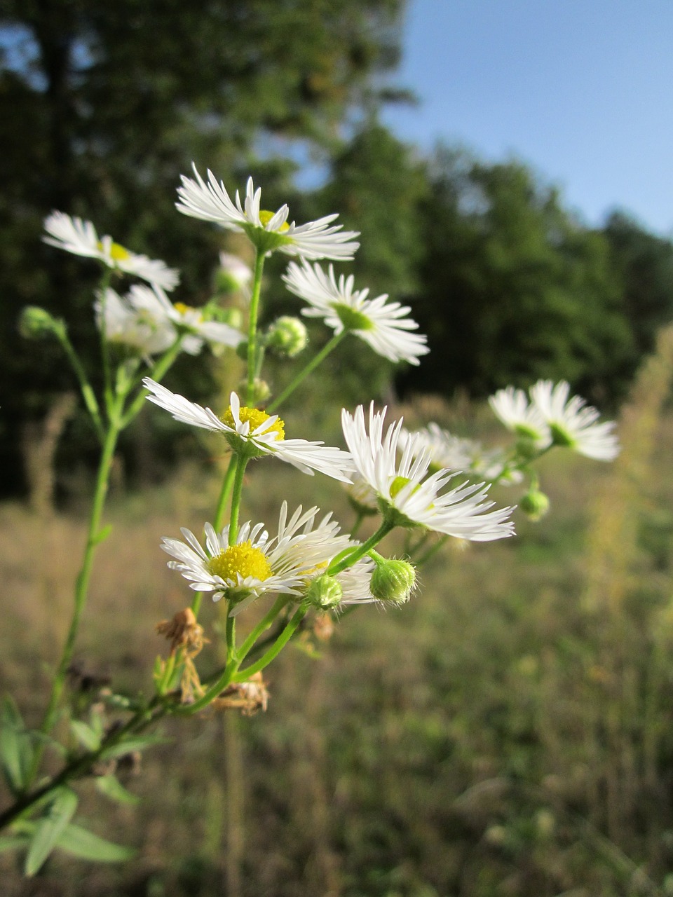 Erigeron,  Daisy,  Wildflower,  Flora,  Botanika,  Augalas,  Žiedas, Nemokamos Nuotraukos,  Nemokama Licenzija