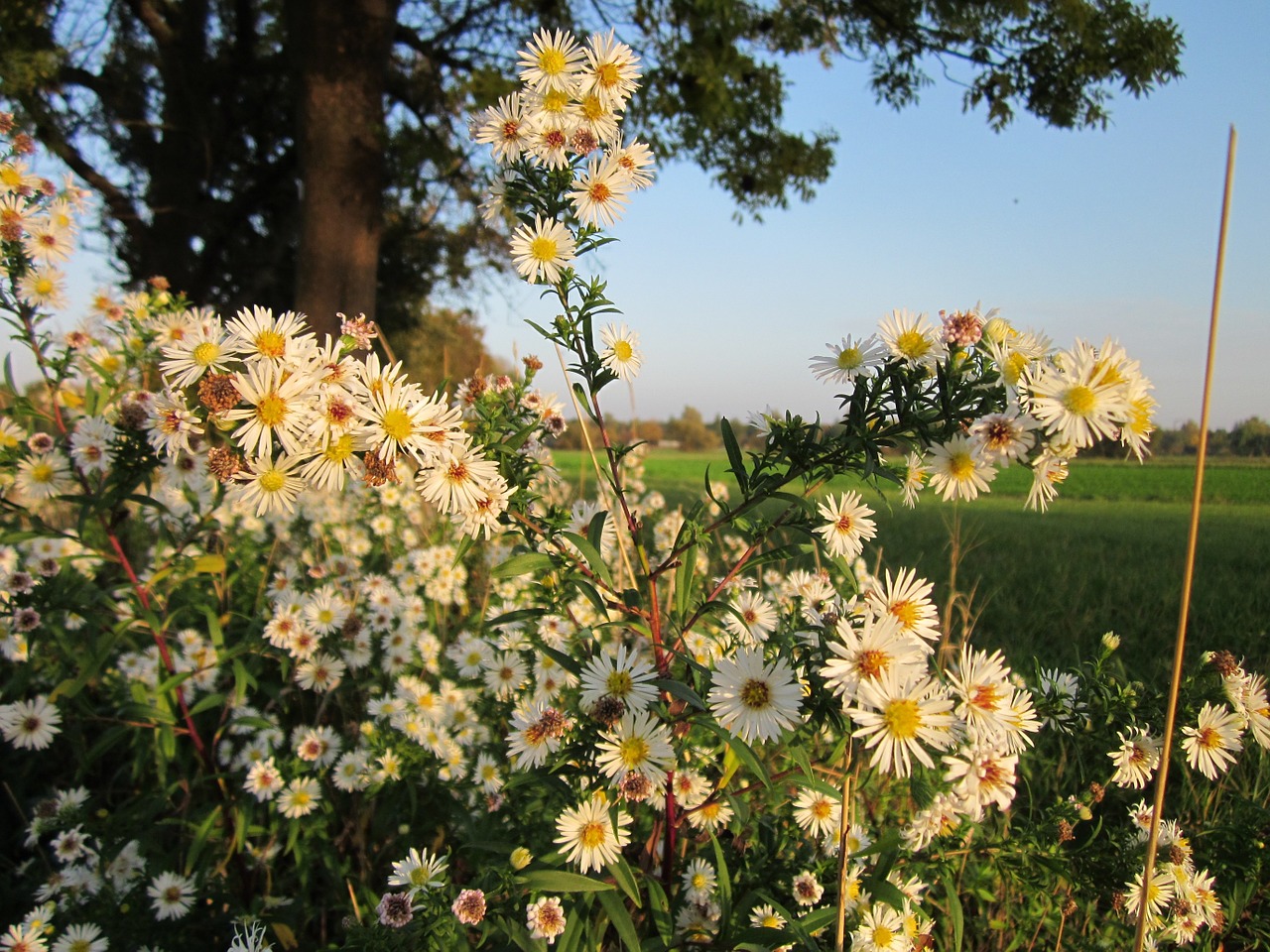 Erigeron Annuss,  Metinis Fleabanas,  Daisy Fleabane,  Rytinė Daisy Fleabane,  Wildflower,  Botanika,  Rūšis,  Flora,  Žiedynas,  Augalas