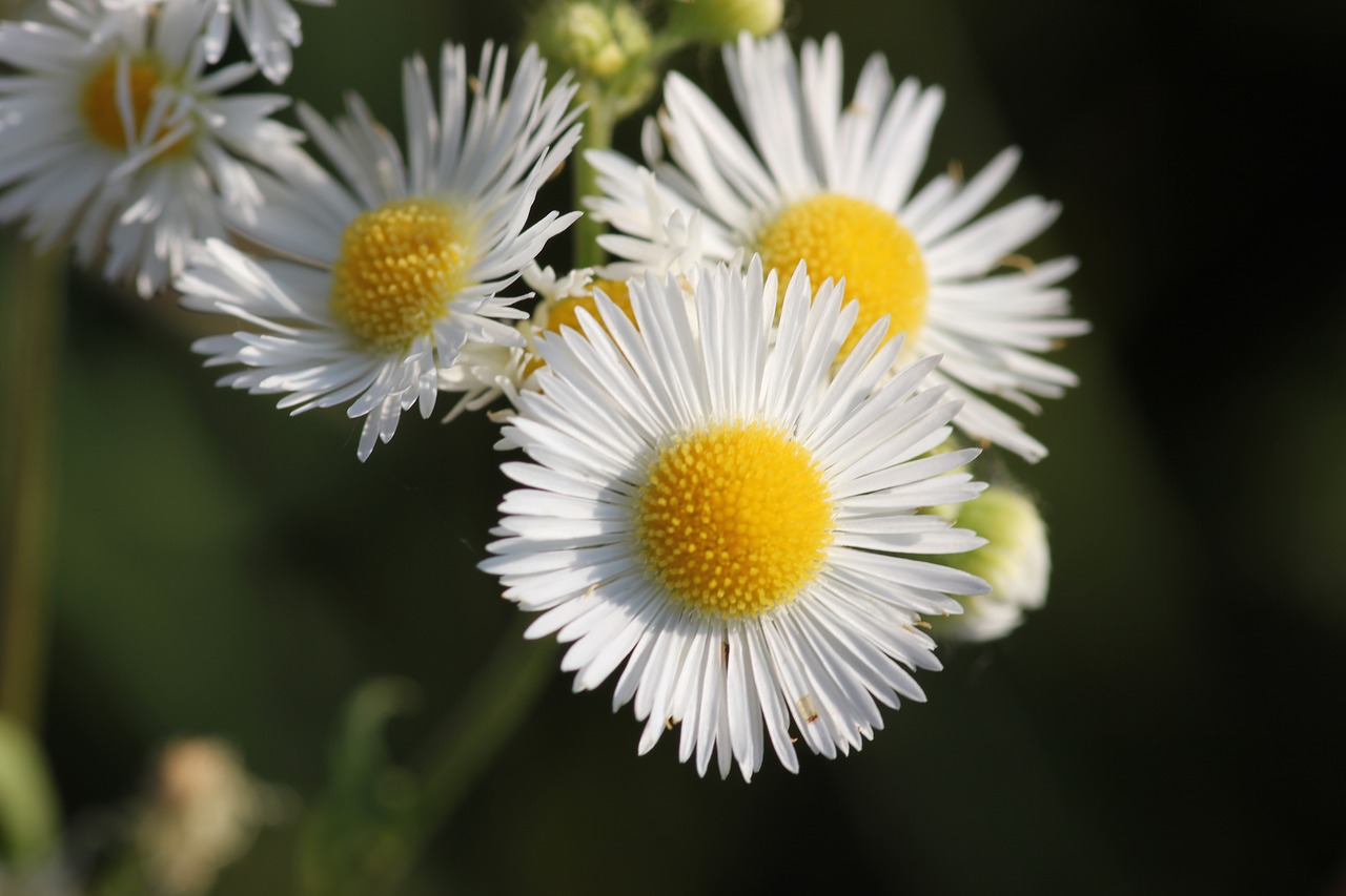 Erigeron Annuus, Pieva, Gėlė, Gamta, Spalvinga, Žydi, Geltona, Balta, Nemokamos Nuotraukos,  Nemokama Licenzija