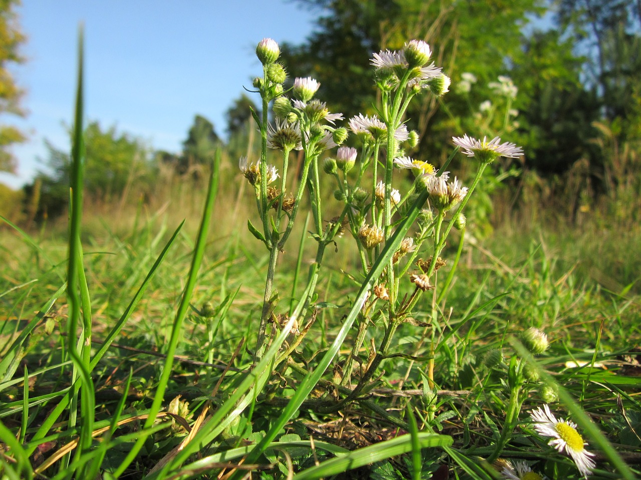 Erigeron Annuus,  Metinis Fleabanas,  Daisy Fleabane,  Rytinė Daisy Fleabane,  Wildflower,  Flora,  Botanika,  Augalas,  Rūšis,  Žiedas