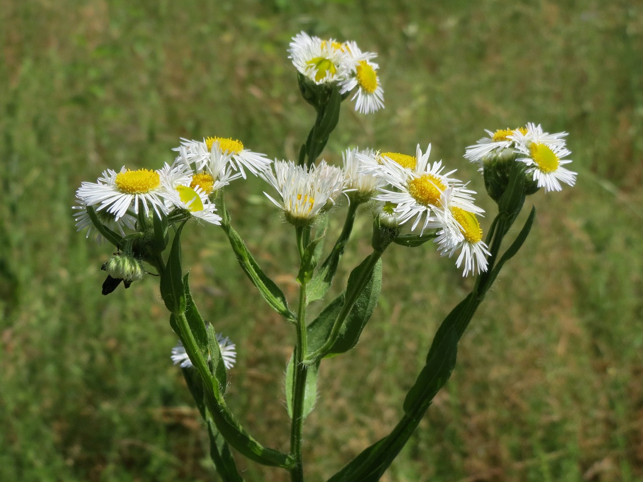 Erigeron Annuus, Metinis Fleabanas, Daisy Fleabane, Rytinė Daisy Fleabane, Wildflower, Flora, Makro, Žiedynas, Botanika, Augalas