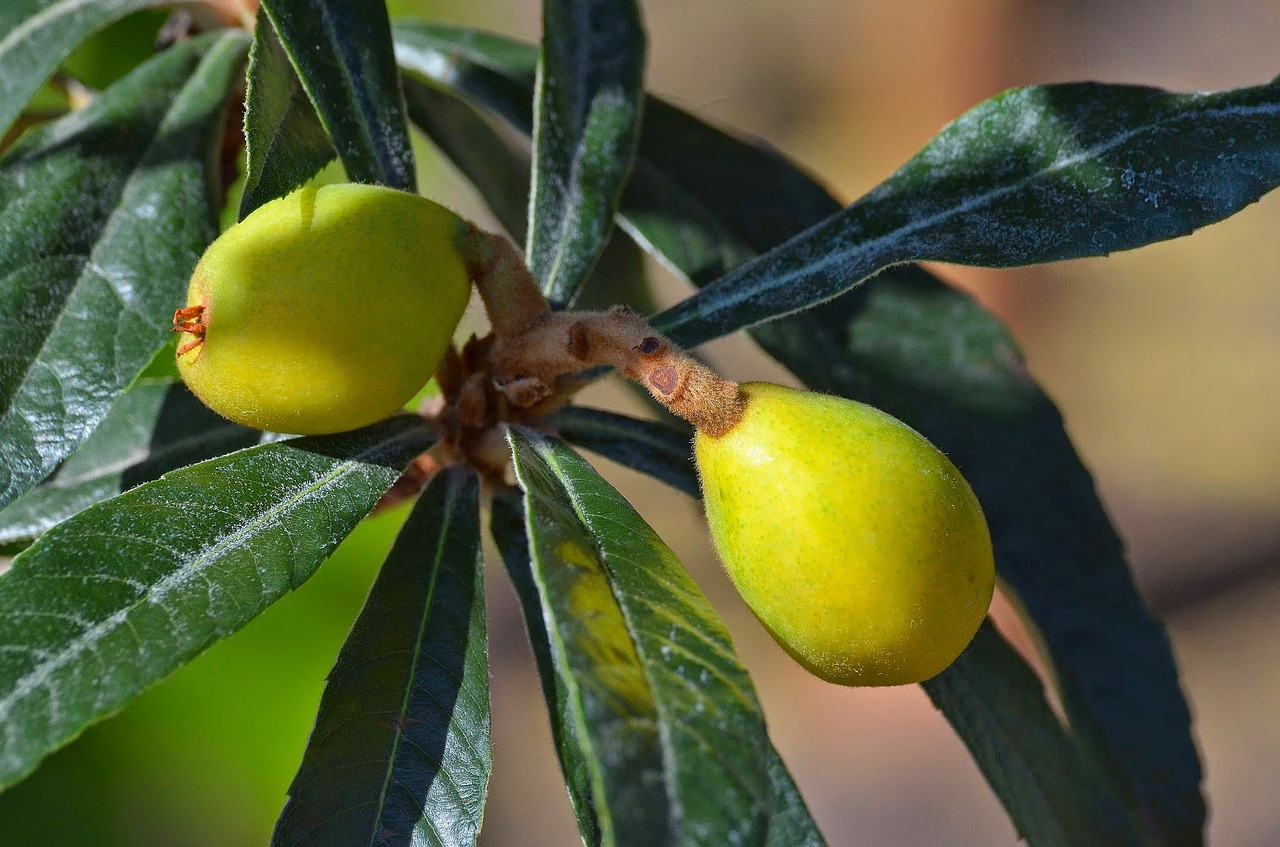 Eriobotrya Japonica, Japanese Wollmispel, Tropiniai Vaisiai, Japonų Vilnos Medeliai, Mispelfrüchte, Ornamentinis Medis, Widlfrüchte, Dekoratyvinis Augalas, Kernobstgewaechs, Nemokamos Nuotraukos