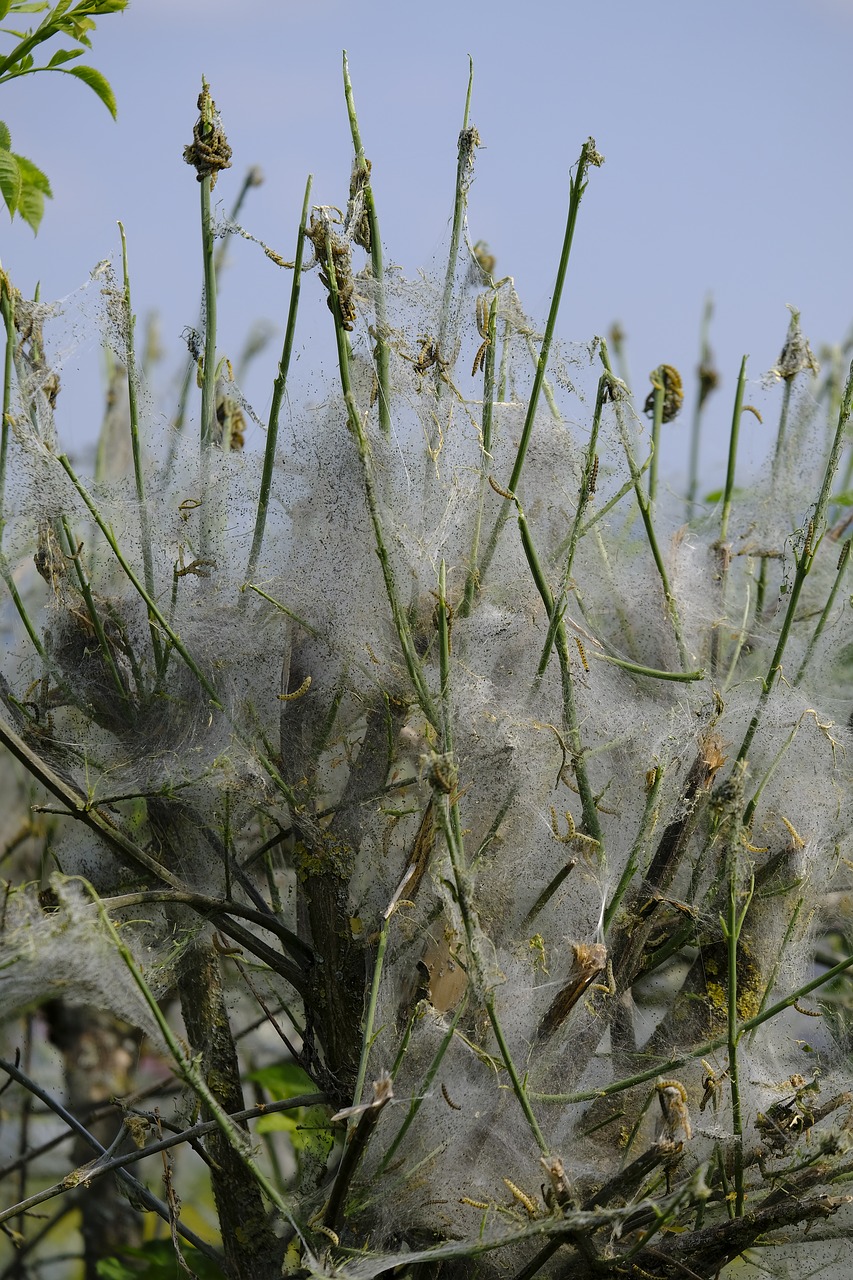 Šermuonėlis,  Bud Kandys,  Kelio,  Drugeliai,  Vabzdys,  Medis,  Krūmas,  Interneto,  Vertino,  Izoliuojamas