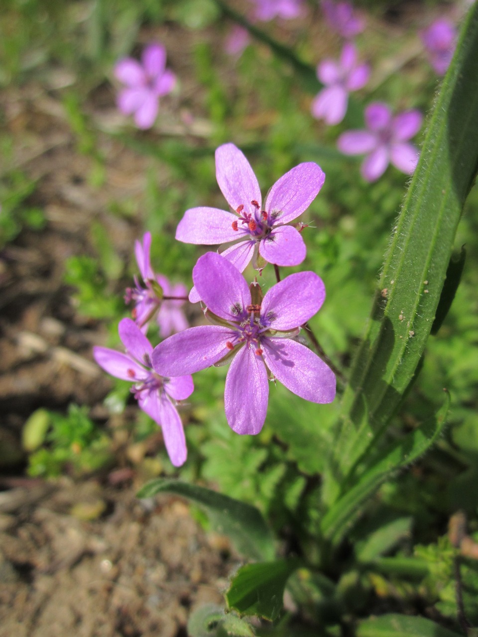 Erodium Cicutarium,  Redstem Filaree,  Raudonasis Gandras,  Bendras Gandras,  Pinweed,  Wildflower,  Flora,  Botanika,  Žiedynas,  Rūšis