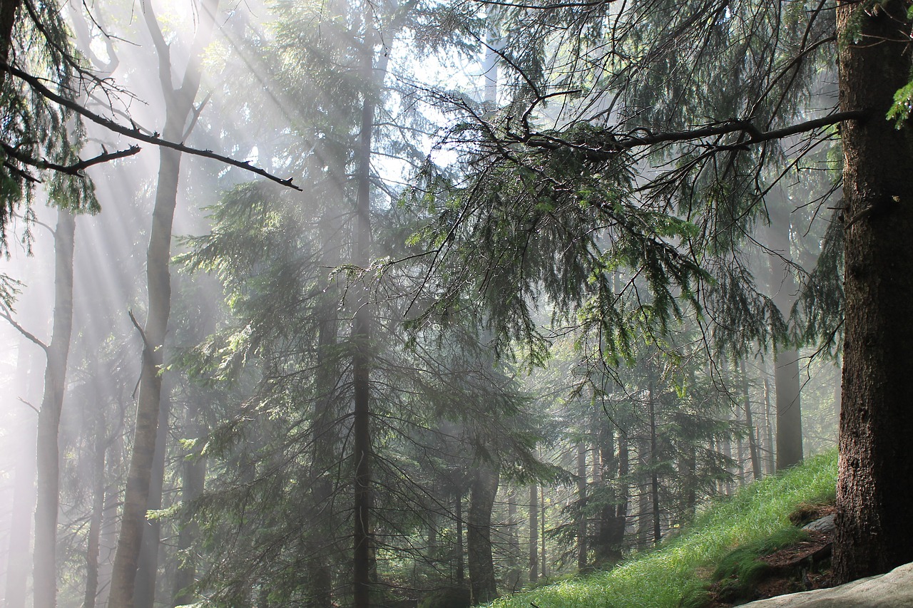 Nepastovios Uolienos, Kudowa Zdrój, Nacionalinis Parkas, Stalo Kalnai, Nemokamos Nuotraukos,  Nemokama Licenzija