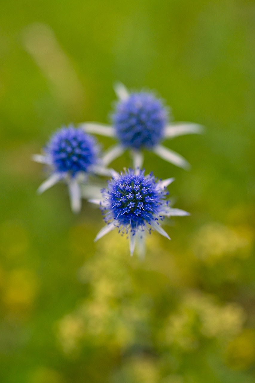 Eryngium, Violetinė, Gėlės, Vasara, Makro, Gamta, Iš Arti, Gėlė, Žydėti, Diena