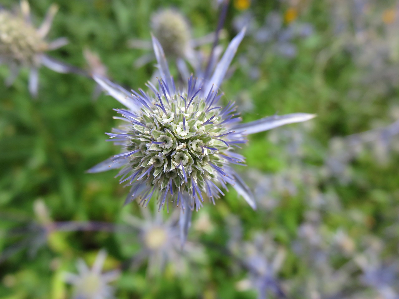 Eryngium,  Žydėti,  Gėlė,  Mėlynas,  Jūra Holly,  Augalas,  Žiedas,  Sodas,  Sodininkystė, Nemokamos Nuotraukos