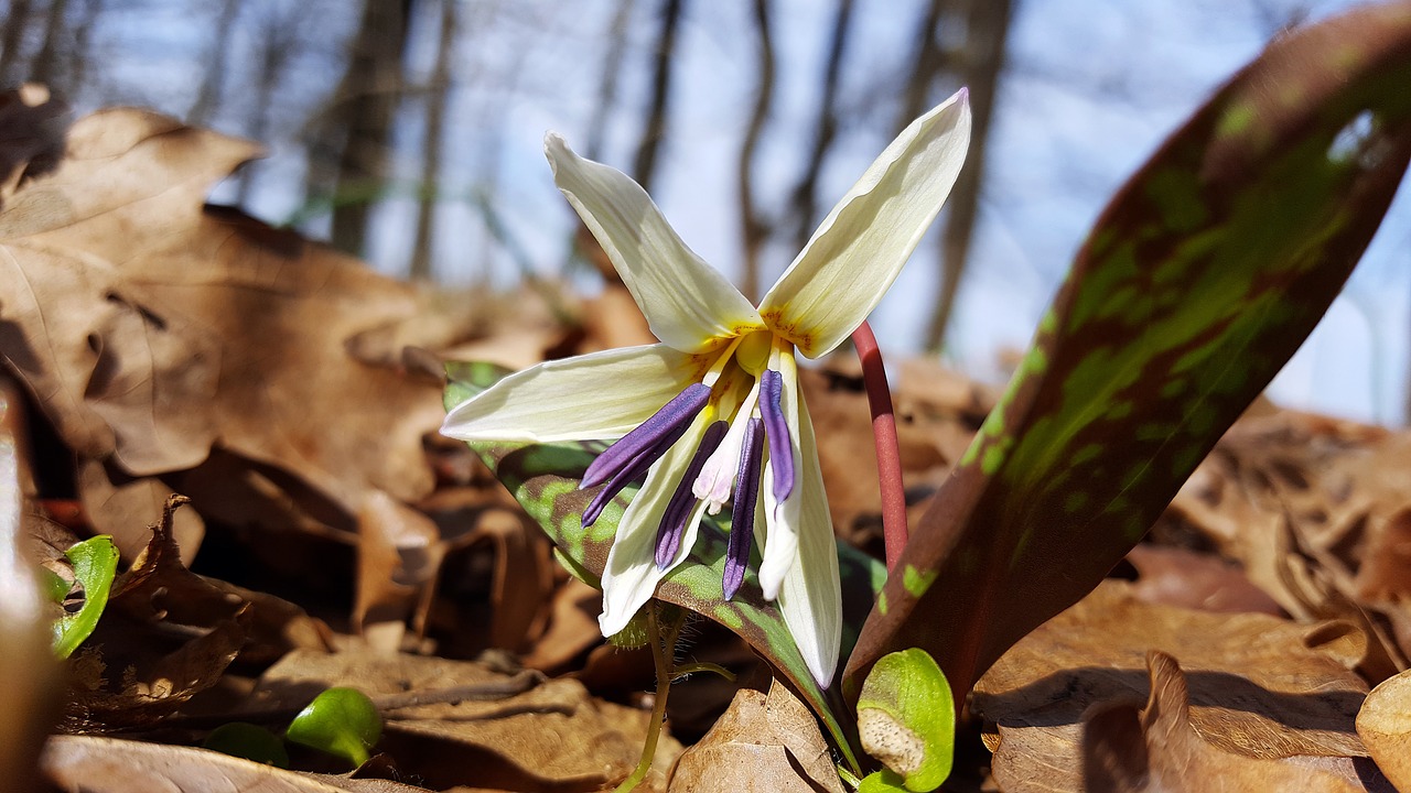 Erythronium Dens Canis, Šuns Danties Violetinė, Šunų Žandikaulių Violetinė, Erythronium, Žydėti, Miško Gėlė, Gėlė, Wildflower, Liliaceae, Daugiametis Augalas