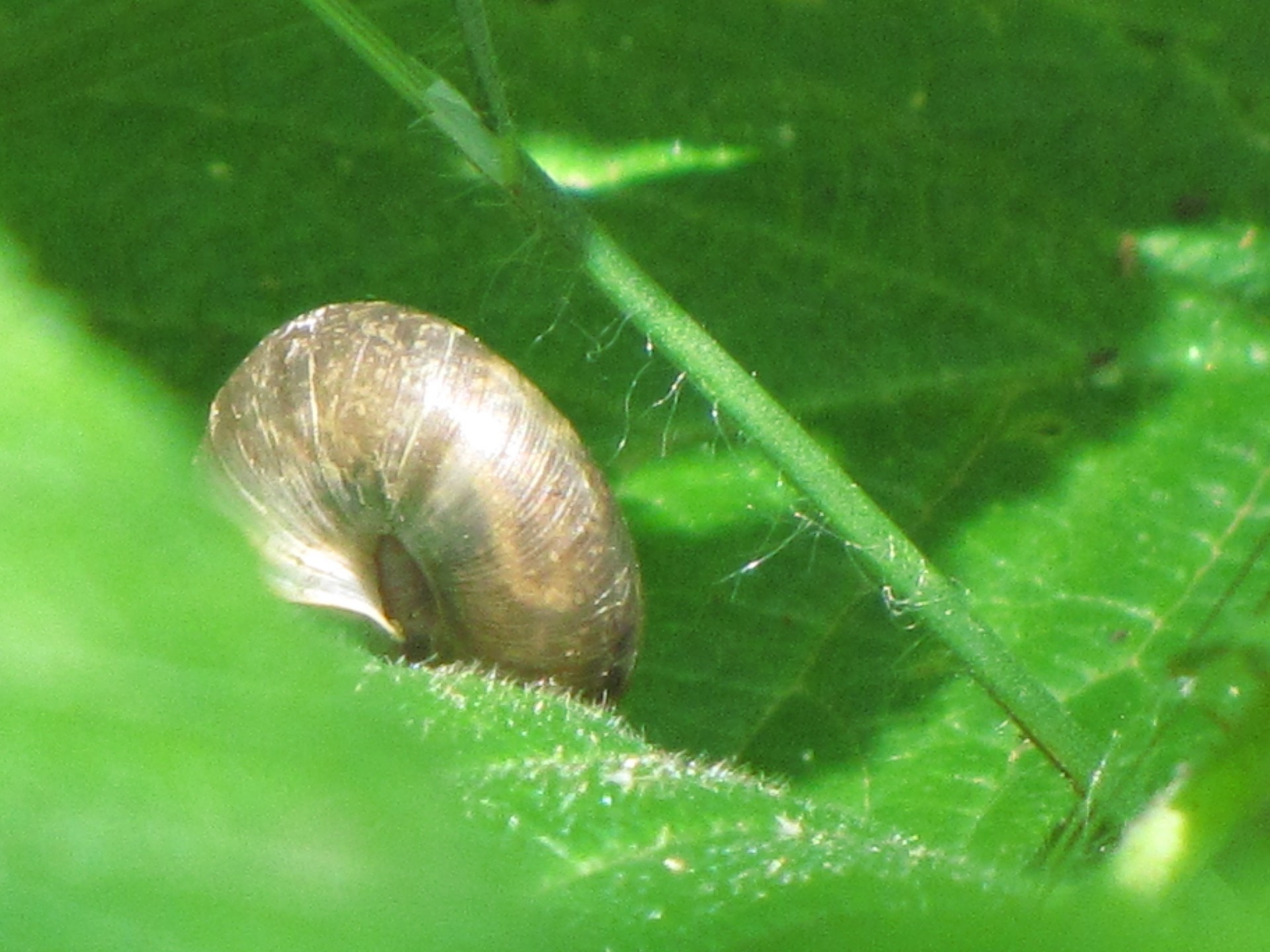 Sraigė,  Pelkės,  Gyvūnas,  Gyvūnai,  Žalias,  Lapai,  Juodas Sraigė Ant Lapo, Nemokamos Nuotraukos,  Nemokama Licenzija