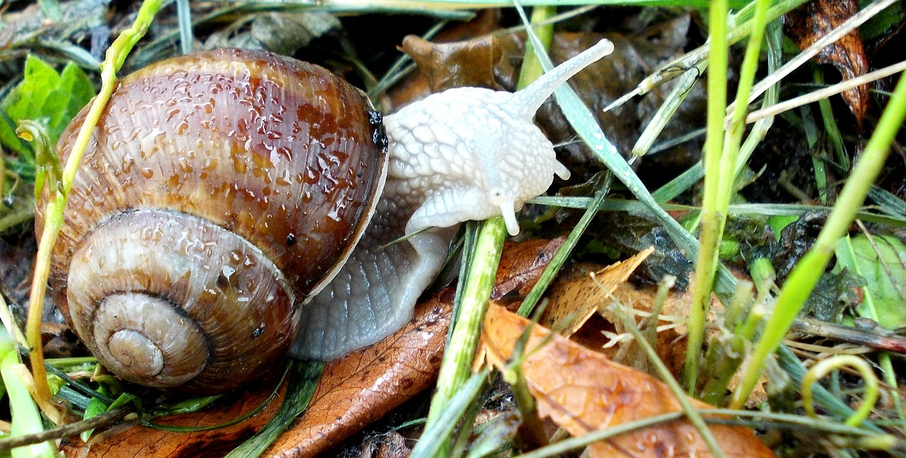 Escargots, Gyvūnai, Gamta, Mollusk, Lukštas, Nemokamos Nuotraukos,  Nemokama Licenzija