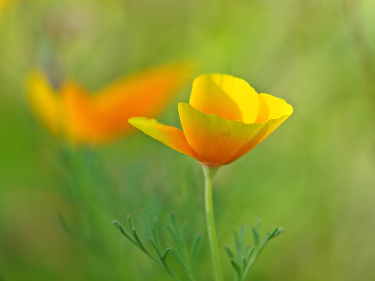 Eschscholzia Californica, Aguonos Gėlė, Geltona, Šviesus, Klatschmohn, Gėlė, Žiedas, Žydėti, Žydėti, Geltona Aguona