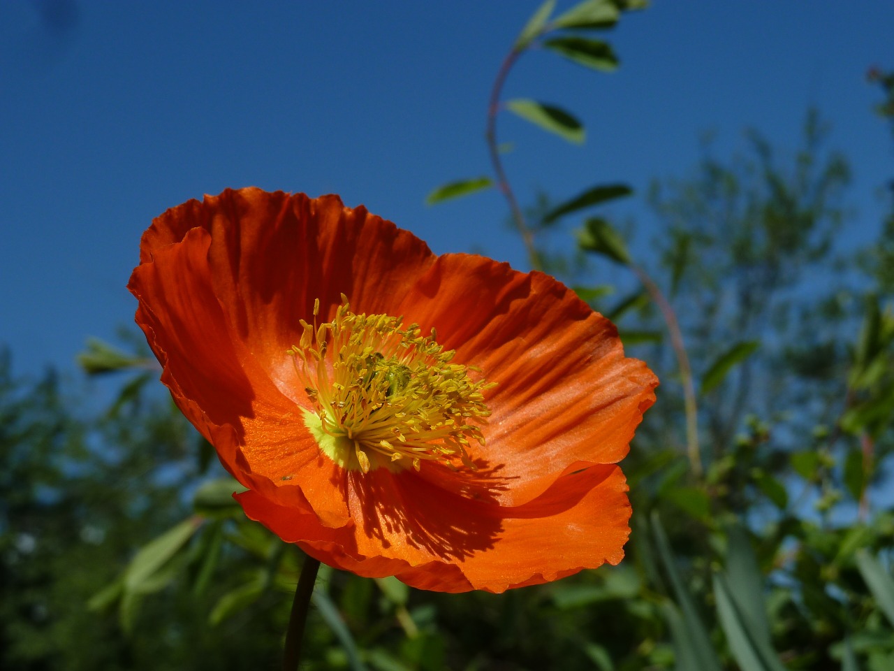 Eschscholzia Californica, Oranžinė, Mohngewaechs, Šviesus, Aguona, Aguonos Gėlė, Spalvinga, Nemokamos Nuotraukos,  Nemokama Licenzija