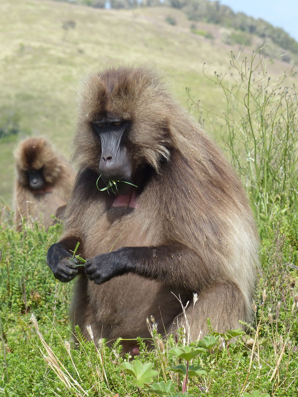 Etiopija, Afrika, Nacionalinis Parkas, Beždžionė Gelada, Simian, Primatas, Eater, Žolė, Nemokamos Nuotraukos,  Nemokama Licenzija