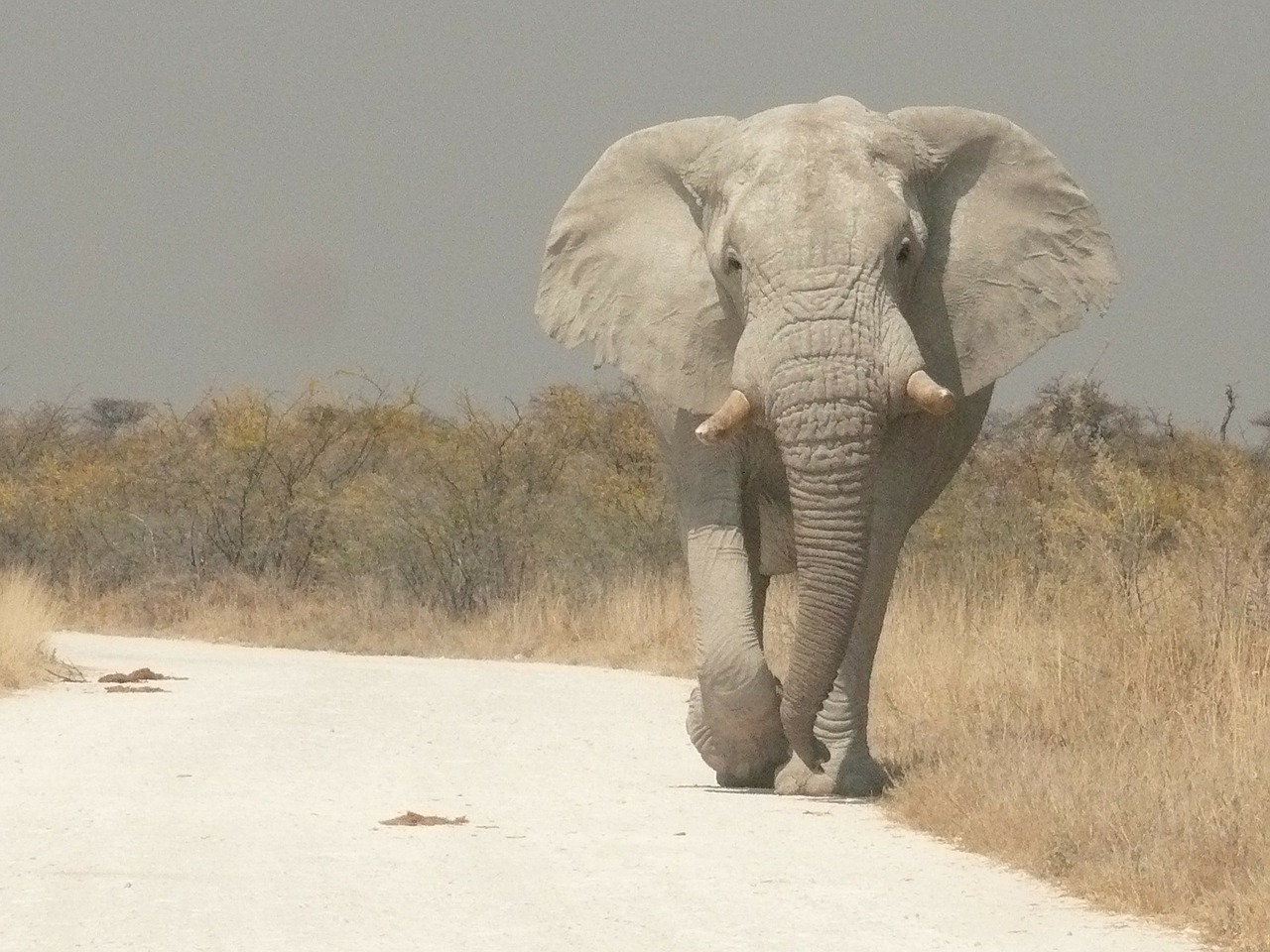 Etosha, Namibija, Safari, Afrika, Gyvūnas, Gyvūnų Etosha, Laukiniai, Padidinti Vaizdą, Dramblys, Nacionalinis Parkas