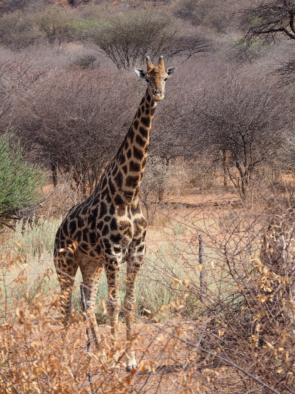 Etosha,  Žirafa,  Afrika, Nemokamos Nuotraukos,  Nemokama Licenzija