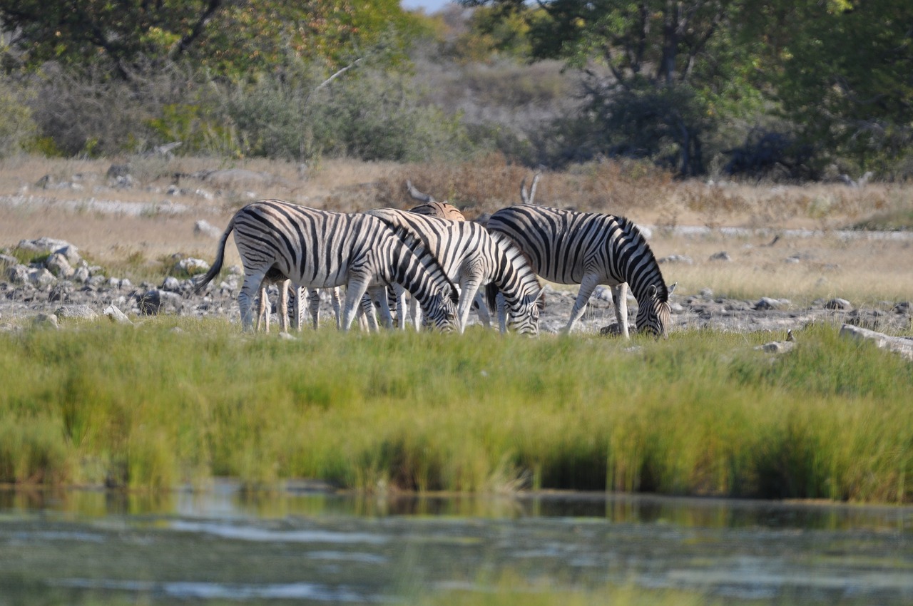 Etosha Namibija,  Zebra,  Vandens Skylė,  Zebrai,  Gyvūnai,  Namibija, Nemokamos Nuotraukos,  Nemokama Licenzija