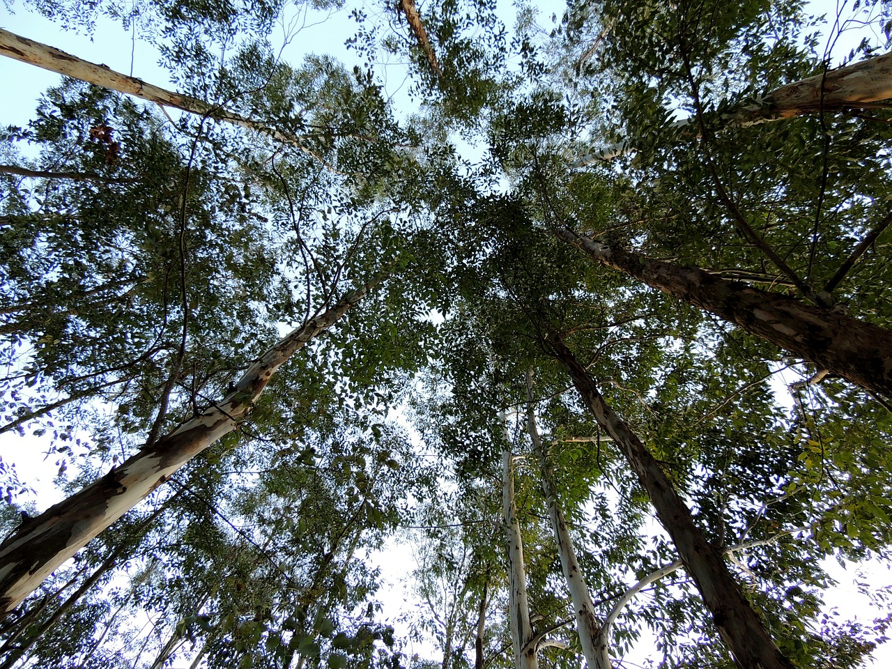 Eukaliptas, Medžiai, Plantacija, Gamta, Nemokamos Nuotraukos,  Nemokama Licenzija