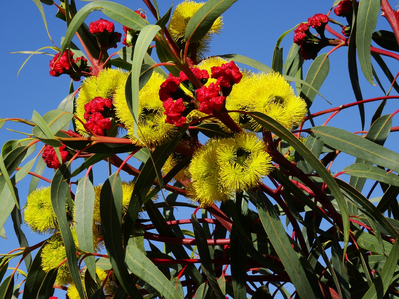 Eukalipto Gėlė, Australijos Žiedas, Spalvingos Gėlės, Nemokamos Nuotraukos,  Nemokama Licenzija