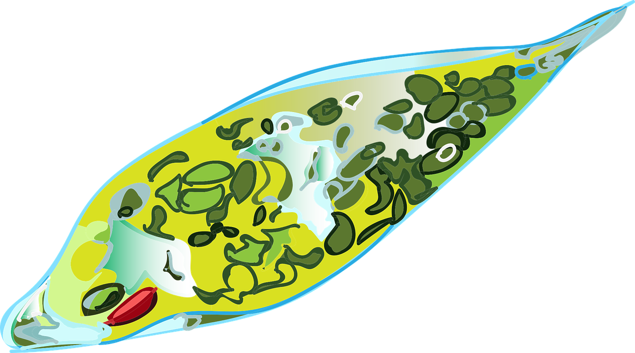 Euglena, Mikroorganizmai, Mityba, Žalias, Nemokama Vektorinė Grafika, Nemokamos Nuotraukos,  Nemokama Licenzija