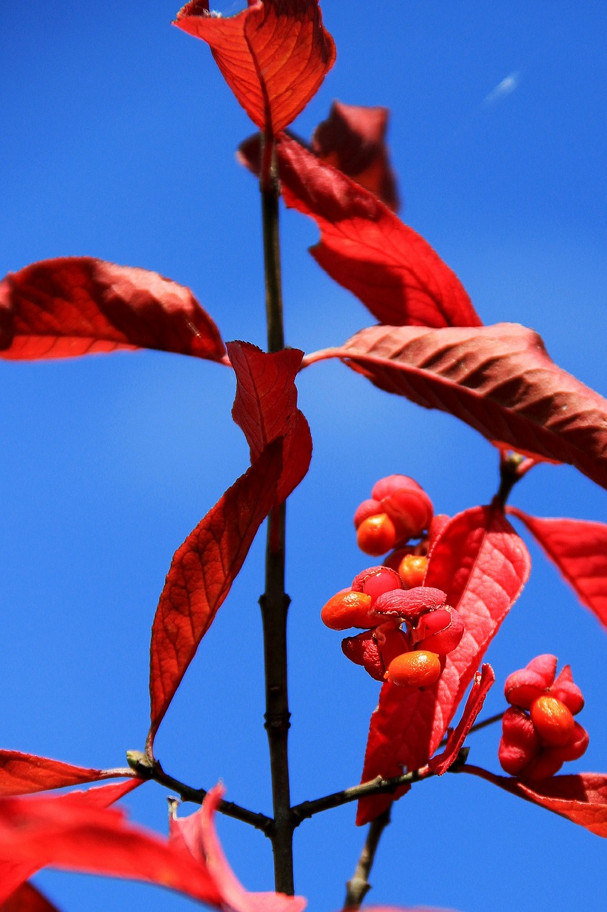 Euonymus Europaeus, Europos Euonymus, Ruduo, Lapai, Raudona, Spalva, Augalas, Filialas, Gamta, Nemokamos Nuotraukos