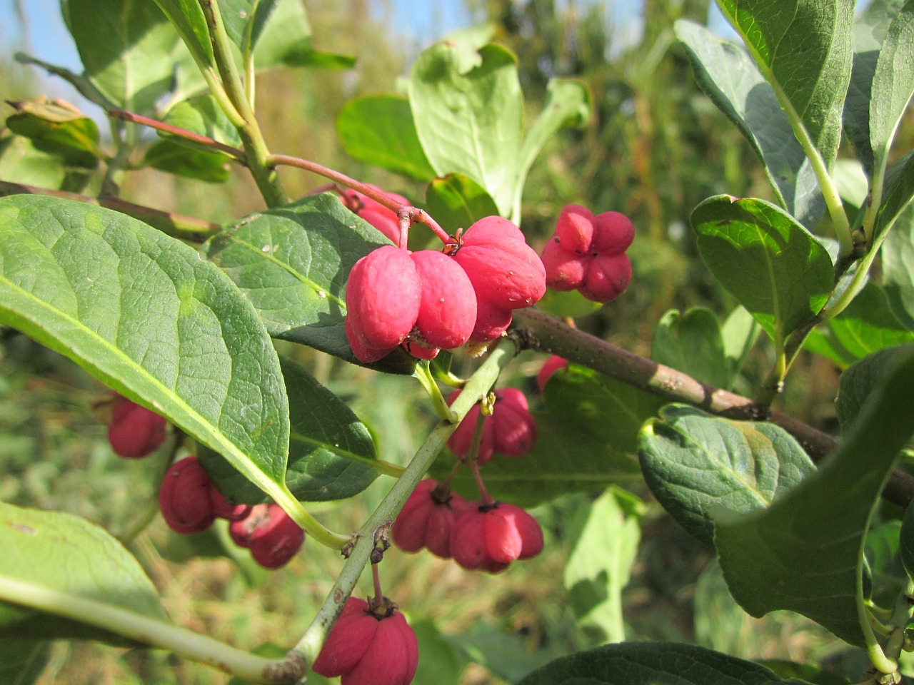 Euonymus Europaeus,  Suklys,  Europinis Velenas,  Bendras Velenas,  Medis,  Vaisiai,  Raudona,  Filialas,  Krūmas,  Krūmas