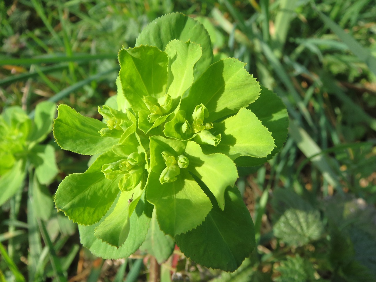 Euforbijos Helioskopija, Saulės Spurga, Wildflower, Flora, Botanika, Augalas, Rūšis, Nemokamos Nuotraukos,  Nemokama Licenzija