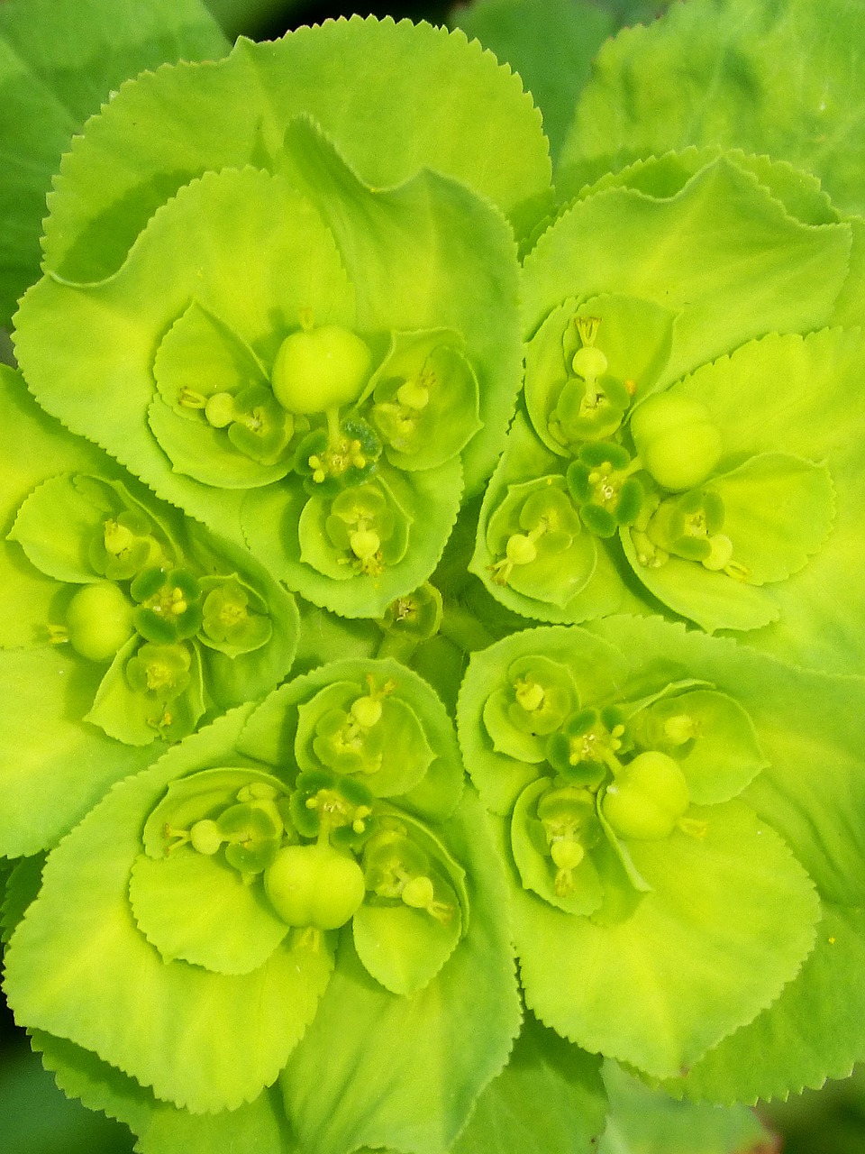 Euphorbia Serrata,  Žalia Gėlė,  Išsamiai,  Augalo Geometrija,  Gėlė,  Augalas,  Be Honoraro Mokesčio, Nemokamos Nuotraukos,  Nemokama Licenzija