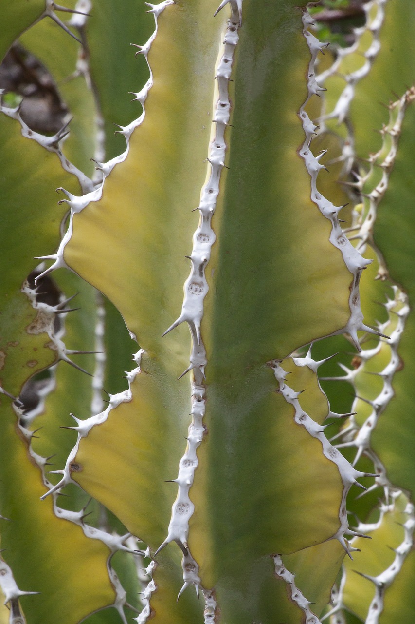 Euphorbia Venenata, Kaktusas, Sultingas, Erškėčių, Augalas, Žalias, Flora, Pietų Afrika, Gamta, Nemokamos Nuotraukos