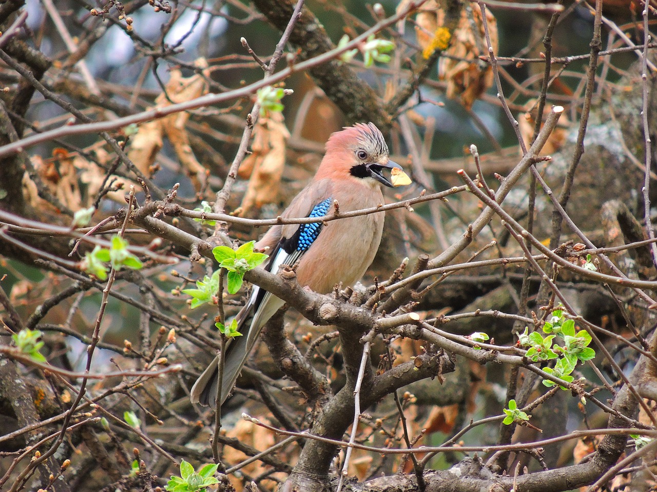 Eurazijos Jay, Paukščiai, Skrydis, Maistas, Šakelės, Kamufliažas, Ruda, Snapas, Nemokamos Nuotraukos,  Nemokama Licenzija