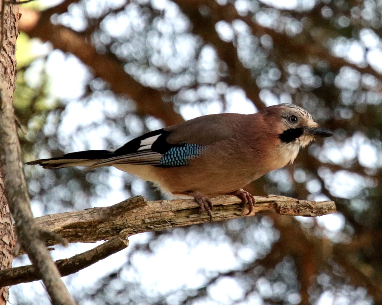 Eurazijos Jay, Andorra, Paukštis, Gamta, Laukiniai, Laukinė Gamta, Europietis, Kalnas, Pušis, Miškas