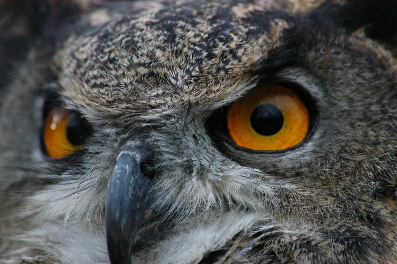 Europietis, Pelėdos, Paukštis, Gamta, Laukinė Gamta, Plėšrūnas, Gyvūnas, Raptoras, Akis, Galva