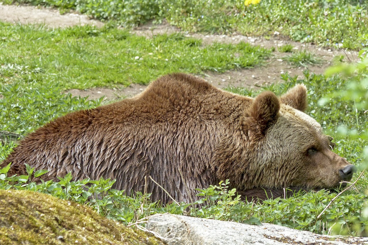 Europietis, Ruda, Turėti, Žinduolis, Laukiniai, Gyvūnas, Natūralus, Laukinis Gyvenimas, Gamta, Zoologijos Sodas