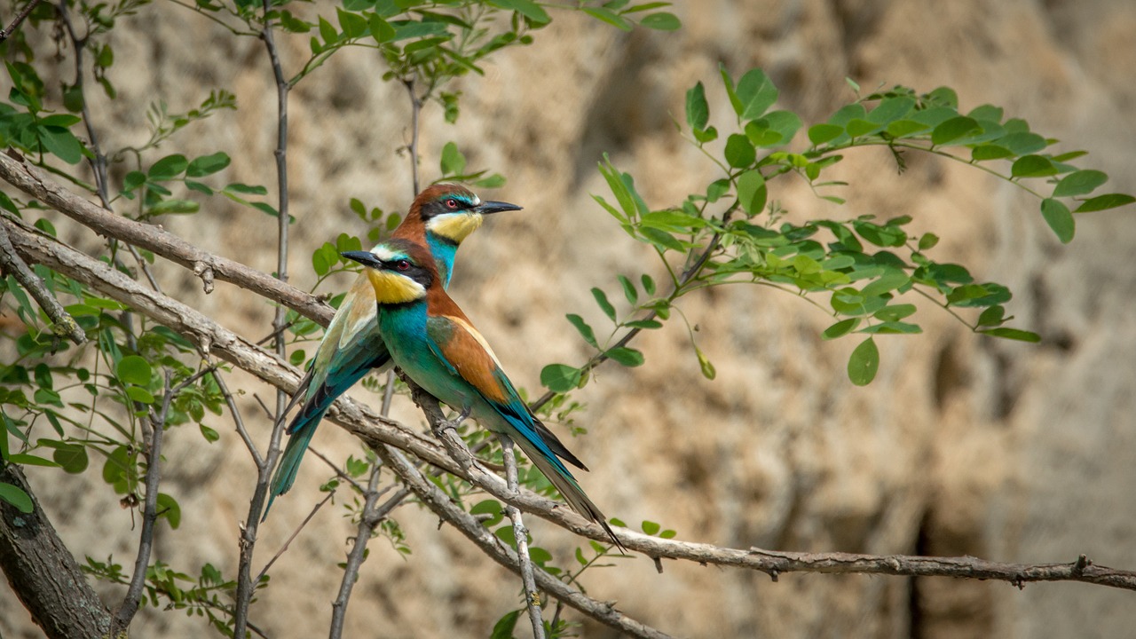 Europinis Bičių Ėdalas, Merops Apiaster, Paukštis, Paukščiai, Laukinė Gamta, Snapas, Filialas, Sėdi, Spalvos, Spalvinga