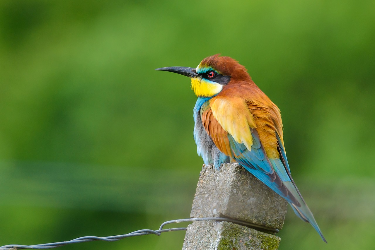 Europinis Bičių Ėdalas, Paukštis, Gamta, Spalvinga, Meropidae, Plumėjimas, Spalvingi Paukščiai, Pavasario Suknelė, Nemokamos Nuotraukos,  Nemokama Licenzija