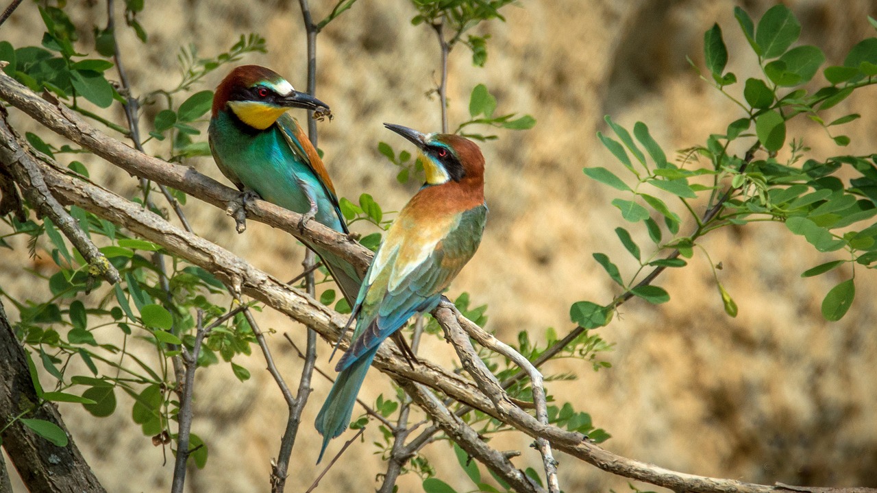 Europinis Bičių Ėdalas, Paukštis, Paukščiai, Laukinė Gamta, Merops Apiaster, Snapas, Sėdi, Filialas, Spalvos, Gamta